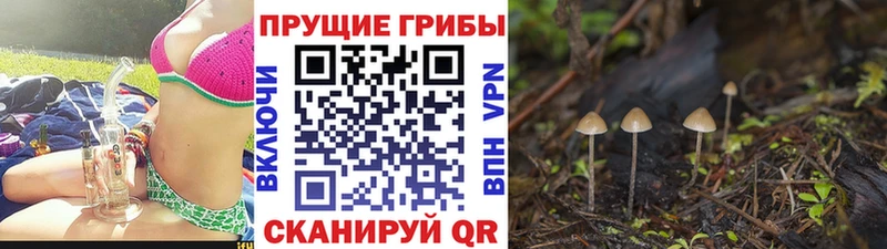 продажа наркотиков  Екатеринбург  Псилоцибиновые грибы прущие грибы 
